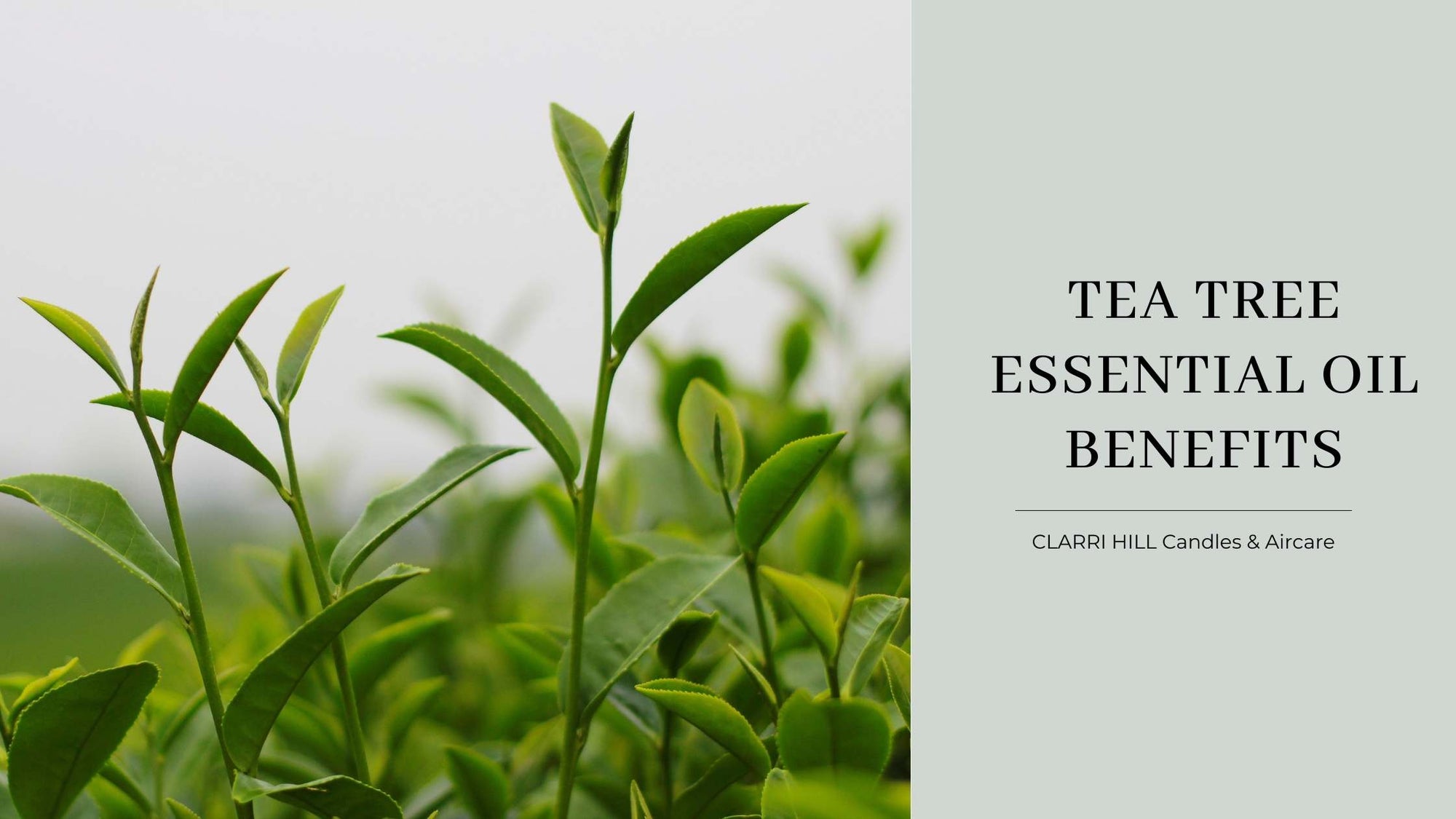 Tea Tree Oil Benefits | Clarri Hill