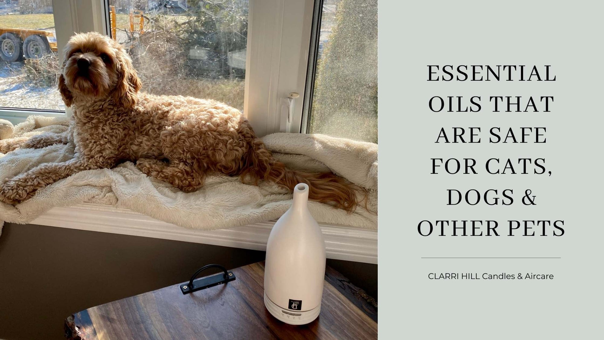 Essential Oils that are Safe for Cats, Dogs & Other Pets | CLARRI HILL