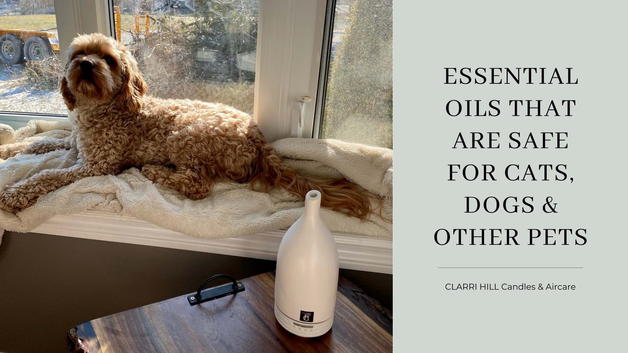 Essential Oils that are Safe for Cats, Dogs & Other Pets | Clarri Hill - CLARRI HILL Essential Oils that are Safe for Cats, Dogs & Other Pets | Clarri Hill - CLARRI HILL
